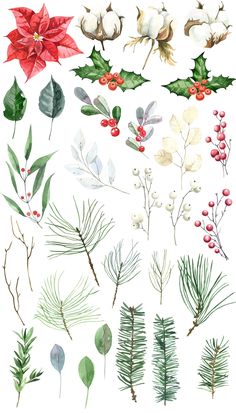 christmas plants and berries are shown in this illustration