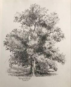 a pencil drawing of a tree in the grass