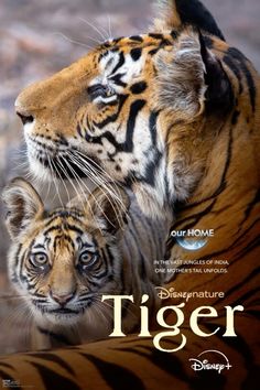 the poster for disney's new live - in - action movie, featuring two tigers