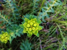 a small green flower surrounded by grass and weeds