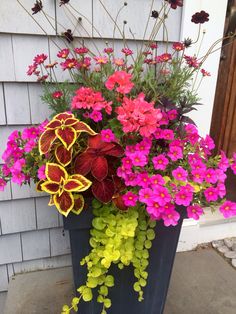 a potted plant with pink, yellow and red flowers on the side of a house