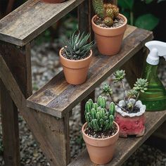 three potted plants sitting on top of a wooden shelf