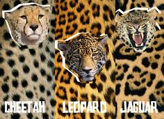 three pictures of different types of animals with the words cheetah, leopard, and jaguar