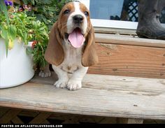 a brown and white dog sitting next to a potted plant