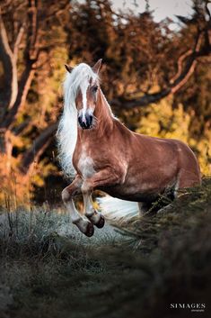 a brown and white horse is running in the grass with trees in the back ground