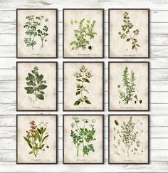 Kitchen Herbs, Kitchen Wall Art, Print Set of 9, Vintage Botanical Herb Prints, Herb Kitchen Decor, Herbs Illustrations, Botanical Decor More prints : https://www.etsy.com/it/shop/DavesOffice?ref=hdr_shop_menu FLATE RATE SHIPPING The shipping cost is flat rate shipping so if you ship one or 10 it is the same price! The frame is not included. COLORS AND SIZES If you would like a differnt size or would like a different color, please contact me directly for pricing. WHY CHOOSE OUR PATENT? I persona Herb Kitchen, Herbs Illustration, Watercolor Herbs, Herb Art, Herb Prints, Herb Wall, Kitchen Herbs, Magical Herbs, Botanical Illustration Vintage