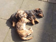 two small dogs are laying on the ground next to each other with their heads together