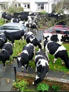 a herd of black and white cows walking down a street next to parked cars on the side of a road