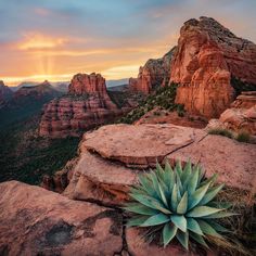 a plant is growing out of the rocks in front of some mountains at sunset or sunrise