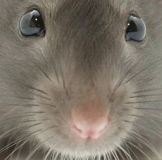 a close up view of a gray rat looking at the camera with its eyes wide open