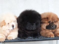 three chow puppies are sitting on a black shelf with their heads turned to the side