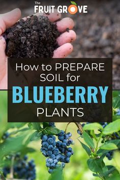 blueberry plants with the title how to prepare soil for blueberry plants