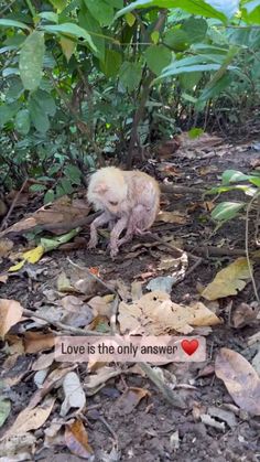 a small monkey sitting on top of leaves in the forest next to a sign that says love is the only answer