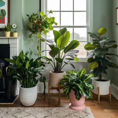 three potted plants sit in front of a window on a rug near a fireplace