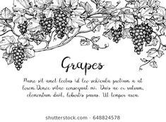 grapes on the vine with place for text, hand drawn illustration in black and white