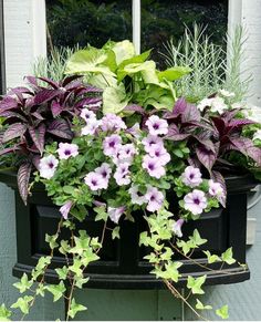 purple and white flowers in a window box