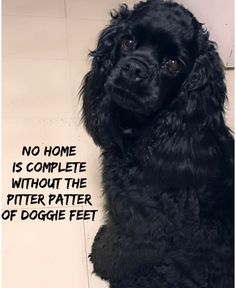 'Layla' ~ My sweet American Cocker Spaniel puppy Pet Quotes Dog, Dog Heaven, Dog Quotes, Animal Quotes, Girls Best Friend