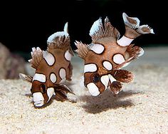 two small brown and white fish on sand