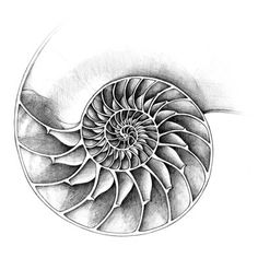 a pencil drawing of a nautish shell