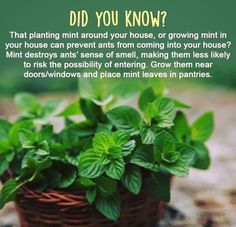 a basket filled with green plants on top of a wooden table next to a sign that says, did you know?