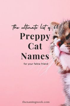 the ultimate list of preppy cat names for your feline friend by the hamming cook