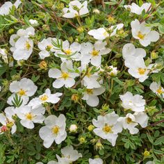 some white flowers are growing in the grass