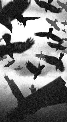 black and white photograph of birds flying in the sky