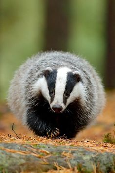 a badger is walking through the woods