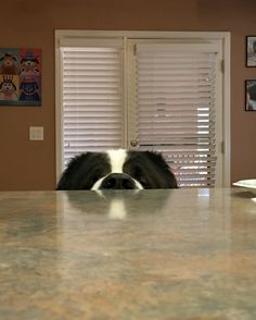 a black and white dog laying on top of a kitchen counter next to a window