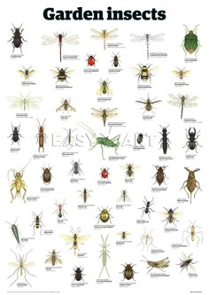 an insect poster with different types of bugs