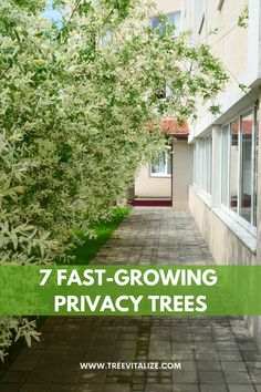 trees line the side of a building with text overlay that reads 7 fast growing privacy trees