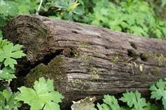 a close up of a tree trunk in the woods with green plants growing around it