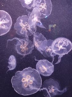 several jellyfish swimming in the water together