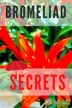 a red flower with the words bromeliad secrets on it