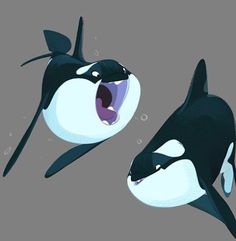 an orca whale with its mouth open and another one swimming in the water next to it