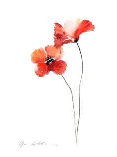 two red poppies on a white background with the words, watercolors and ink