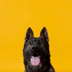 a black german shepherd dog with its tongue hanging out looking at the camera on a yellow background