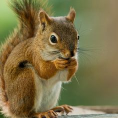 a close up of a squirrel eating food on a table with trees in the background