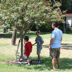 two boys and an adult are standing in the grass near a tree