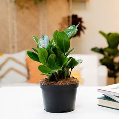 a small potted plant sitting on top of a white table next to a book