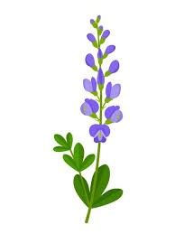 a purple flower with green leaves on a white background