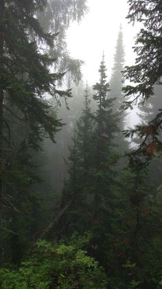 fog in the forest with tall pine trees