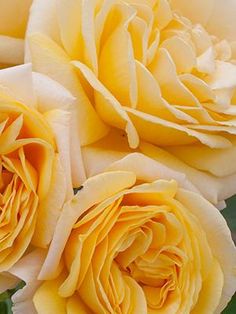 two yellow roses sitting next to each other