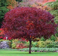 a red tree in the middle of a park