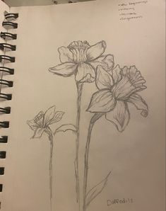 a pencil drawing of three flowers on a sheet of paper with the words daffodils written below it