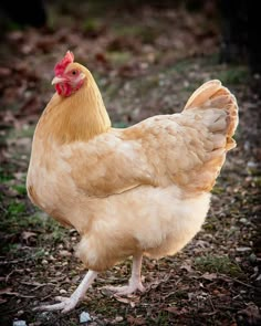 a chicken is standing in the grass