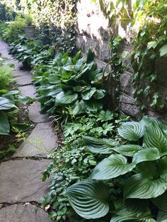 some very pretty green plants by the side of a building with stone walkway and brick wall