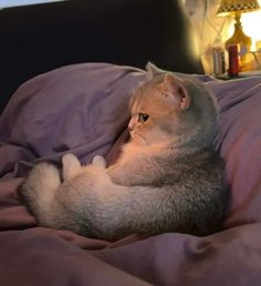 a cat laying on top of a bed next to a lamp