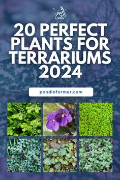 20 perfect plants for terrariums from pondinfarner com cover image with text overlay