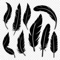 black and white feathers set on transparent background png - feather clipart, transparent background